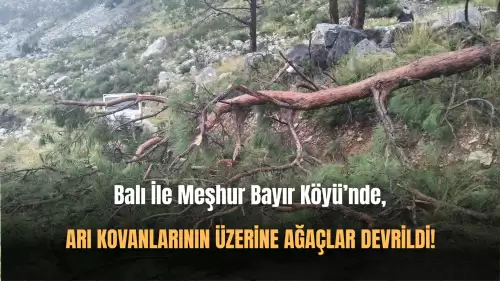 Fırtınanın Etkisiyle Arı Kovanlarının Üzerine Ağaç Devrildi!