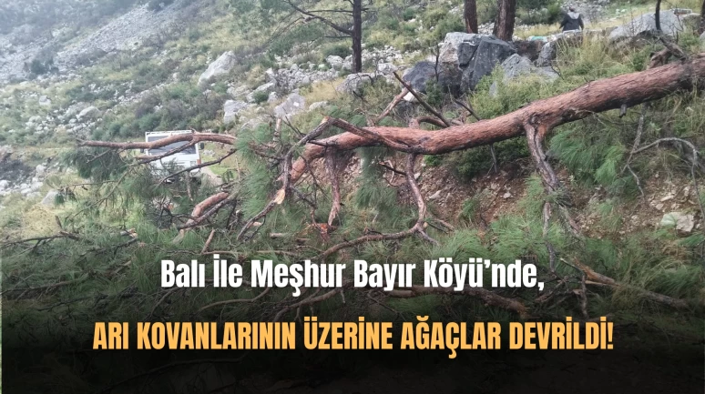 Fırtınanın Etkisiyle Arı Kovanlarının Üzerine Ağaç Devrildi!