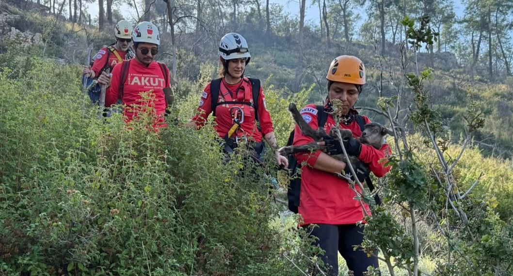 Ayağı Kırık Oğlak ve Annesi Dağcı Operasyonu İle Kurtarıldı